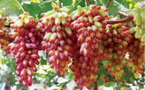 Sửng sốt với nho phù thủy dài như ngón tay