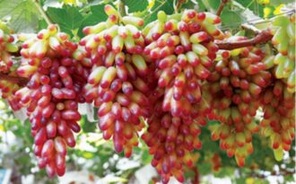 Sửng sốt với nho phù thủy dài như ngón tay