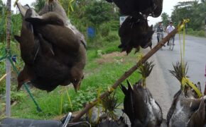 Chưa kịp đón xuân, chim trời bị… treo bán từ lộ xuống phà