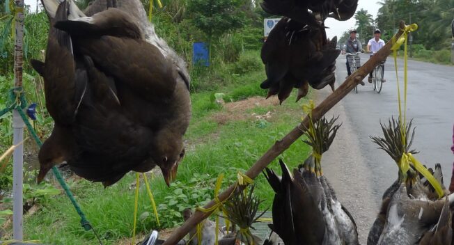 Chưa kịp đón xuân, chim trời bị… treo bán từ lộ xuống phà