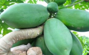 Đu đủ bonsai tán siêu độc tiền triệu hút hàng trước Tết