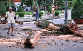 Cây cổ thụ gãy nhánh trong công viên, nhiều người tháo chạy