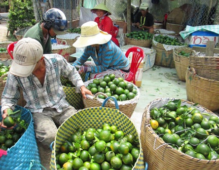 Vụ mùa cam sành vừa rồi với