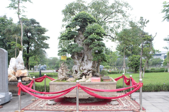 Siêu cây “Lão mai đại thọ” của nghệ nhân Hòa Taxi (Hưng Yên). Cách đây không lâu, cây duối cổ thụ này từng gây xôn xao dư luận khi chủ nhân của nó “hét giá” 10 tỷ VNĐ. Theo đó, “siêu cây cảnh” này được ông Hòa mua cách đây khoảng 15 năm, thời điểm đó cây có giá hơn 300 triệu, bằng tiền một mảnh đất ở Hà Nội.