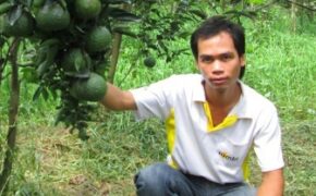 Tốt nghiệp đại học… về quê trồng cam sành thu tiền tỷ