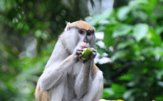 Những hình ảnh về Khỉ