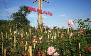 Người đàn ông “bỏ phố lên rừng” dựng nông trại hoa hồng