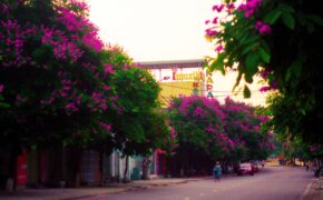 Đường phố Huế thêm lãng mạn bởi sắc tím hoa bằng lăng