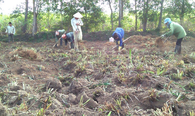 Bà con đang hối hả thu hoạch cây rễ hương phục vụ nguyên liệu làm hương Tết.