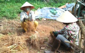 Hối hả làng rễ hương vào mùa