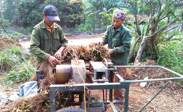 Cây rễ hương đem về, được cắt bỏ phần lá, giũ sạch đất.