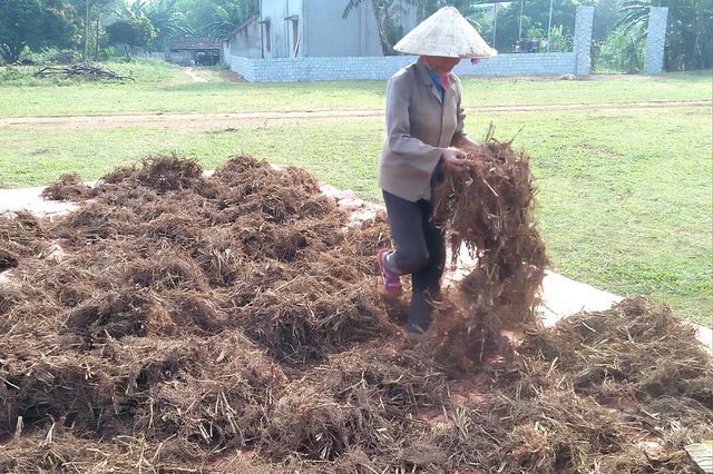 Rễ hương sau khi đập, được đem phơi khoảng 3 nắng rồi đem nhập.