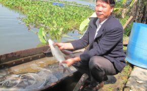 Nuôi cá nước ngọt, “bỏ túi” 300 triệu đồng mỗi năm
