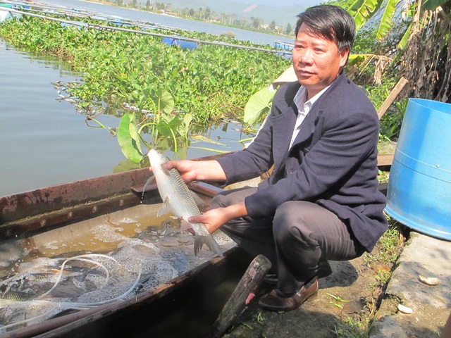 Từ mô hình nuôi cá nước ngọt, mỗi năm anh Quân bỏ túi trên 300 triệu đồng