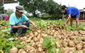 Đoàn viên Quảng Ngãi “giải cứu” nông sản giúp bà con vùng lũ