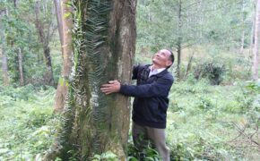 Người “canh rừng” dưới núi Hoành Sơn