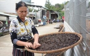 Người dân làng chài đội sóng hái “lộc trời”