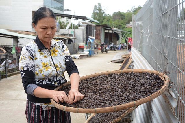  Người dân làng chài đội sóng hái “lộc trời” - 6