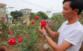 Gặp anh nông dân “máu liều” cầm sổ đỏ mua 300 cây hồng cổ