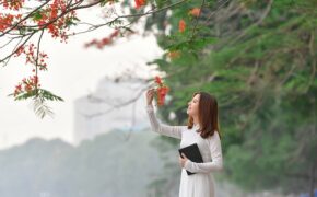 Thiếu nữ bâng khuâng kỷ niệm dưới tán phượng đỏ rực ven hồ