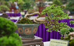 Cây cảnh tí hon giá ngàn đô khiến dân chơi bonsai “phát sốt”