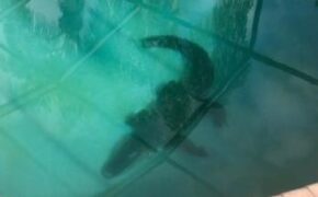 Giật mình khi thấy cá sấu dài 2m nằm giữa… bể bơi gia đình