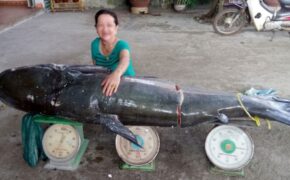 Ly kỳ những vụ “cá khủng” mắc lưới cần thủ Việt Nam