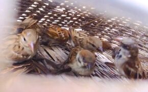 Theo chân thợ săn chim sẻ