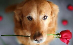 Bộ ảnh về chú chó cưng của cô gái gốc Việt gây “sốt” tại Mỹ