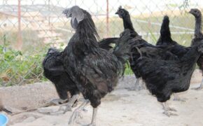 Những món đồ quý hiếm, đắt đỏ được đại gia “săn lùng” dịp Tết