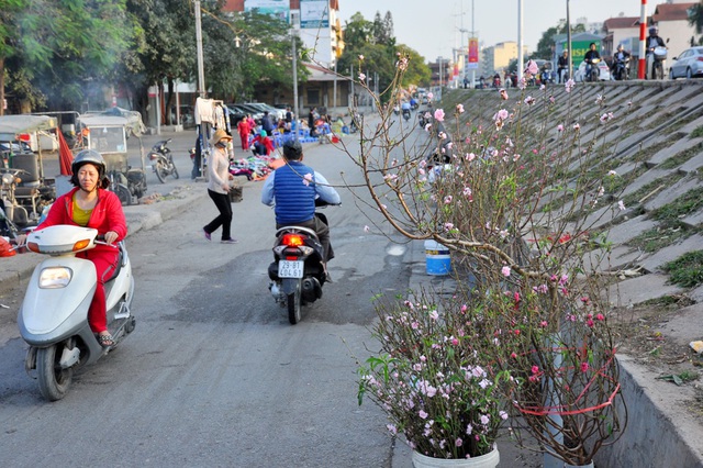  Còn hơn một tháng nữa mới đến Tết Nguyên Đán, đào Nhật Tân đã nở nhiều. Tại chợ hoa Quảng An (Tây Hồ - Hà Nội), hoa đào được bày bán dọc hai bên đường, bung nở rực rỡ. 