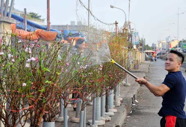  Để có đào nở sớm, một số chủ vườn đào Nhật Tân cho biết đã xử lý tuốt lá trước cả tháng, đồng thời điều tiết lượng nước tưới, thuốc tăng trưởng. 