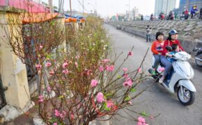 Đào Tết Nhật Tân nở sớm