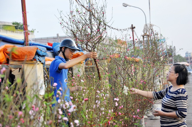  Mùa đông năm nay liên tục nắng ấm, việc chăm sóc để đào nở sớm không gặp quá nhiều khó khăn. 