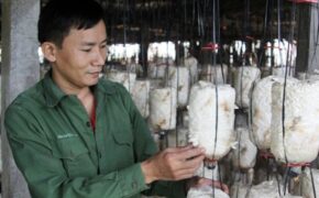 HTX trồng nấm của những thanh niên triệu phú