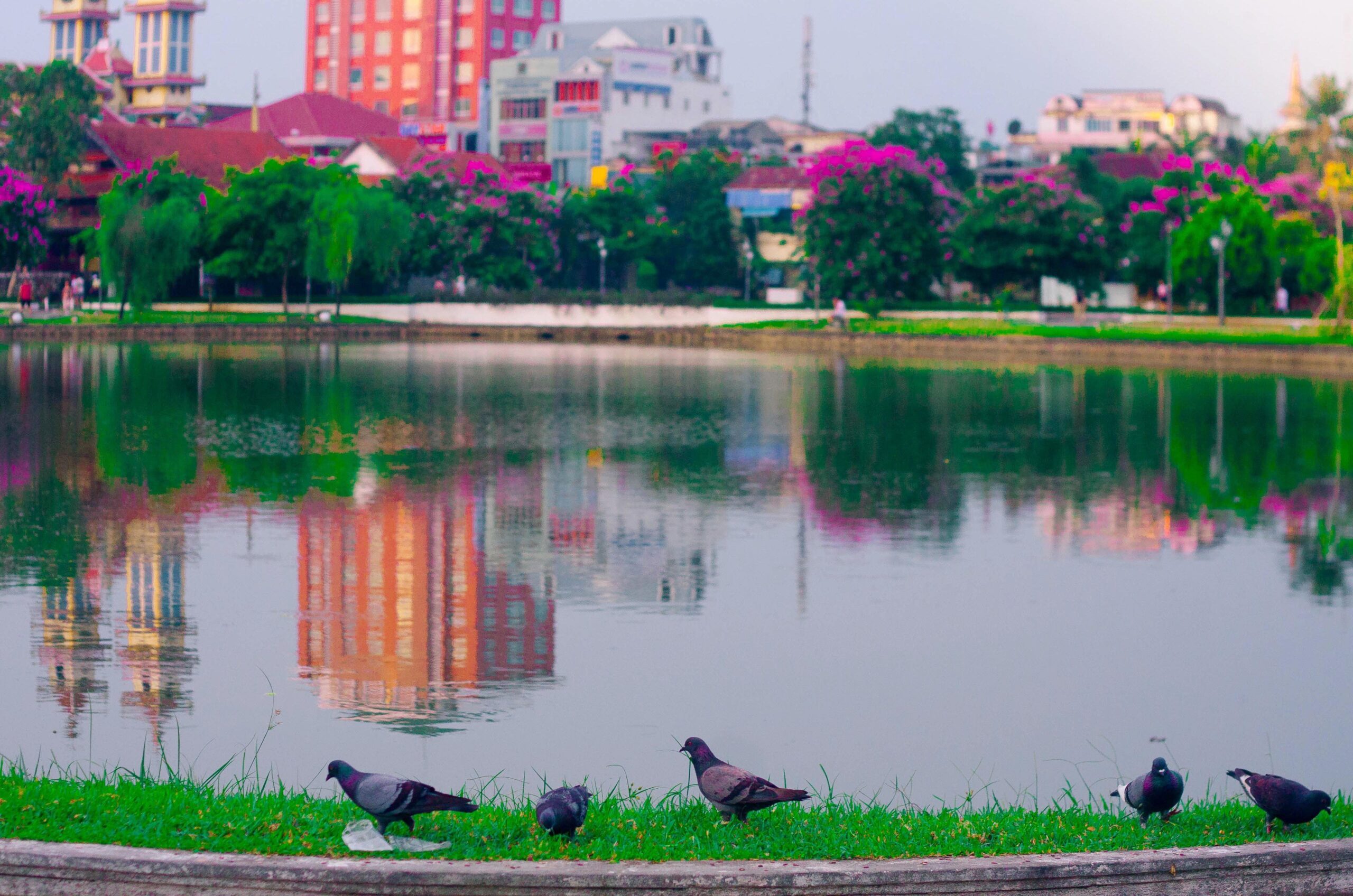 Tại Huế, hoa bằng lăng đang nở tím phủ đầy trên các con đường như Đống Đa, Tố Hữu, Lê Lợi, Nguyễn Huệ, quanh các bờ hồ và Thành nội Huế