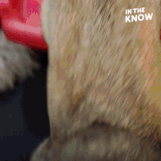 Kỳ lạ khách sạn 5 sao tại Mỹ chỉ phục vụ… những chú chó