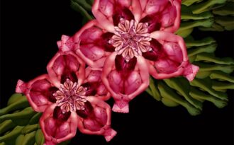 Kinh ngạc với hoa “xếp” từ cơ thể người