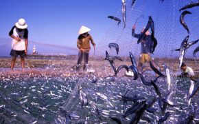 Nước mắm Phú Quốc – “Lặng lẽ” một báu vật