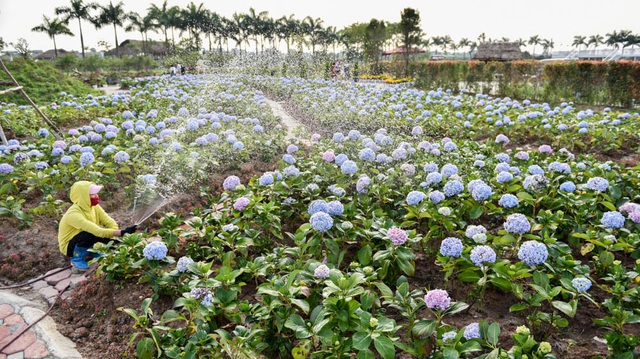  Nơi đây cũng trồng nhiều hoa cẩm tú cầu, một loài hoa rất đẹp có nguồn gốc từ Đà Lạt. 