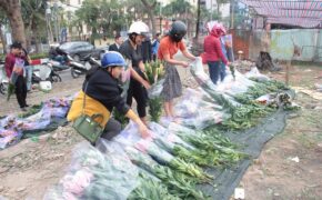 Hoa ly đổ đống, “bán rẻ như cho” trên vỉa hè Hà Nội sau Tết
