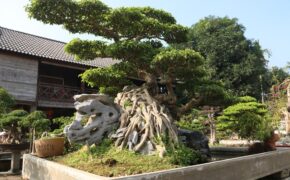 Đại gia “gạ” đổi 5 lô đất giá 9 tỷ lấy cây sanh cổ ôm đá đẹp hiếm có