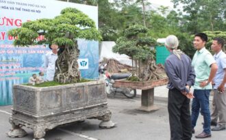 Kiệt tác sanh cổ mọc trên đá gây “chấn động” giới chơi cây xuất hiện ở Hà Nội