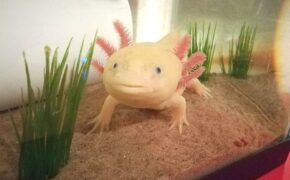 Loài “cá có chân”, tự mọc lại phần cơ thể bị mất từng khiến dân chơi Việt “phát sốt”