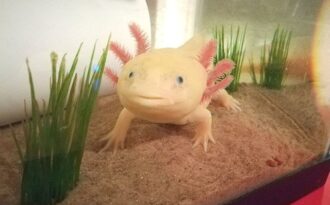 Loài “cá có chân”, tự mọc lại phần cơ thể bị mất từng khiến dân chơi Việt “phát sốt”