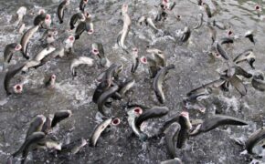 Anh nông dân kể chuyện “kêu” cá lóc… bay