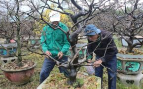 Người trồng mai “chạy đua” để hoa kịp nở Tết