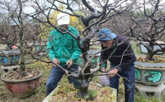 Người trồng mai “chạy đua” để hoa kịp nở Tết