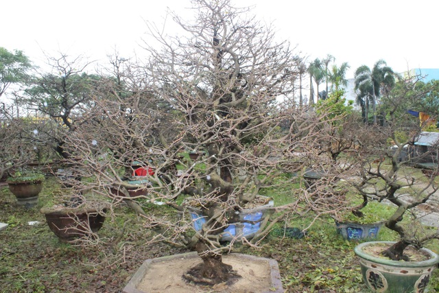 Những cây mai được trảy hết lá để nuôi nụ hoa, và đợi Tết đến hé nở, đâm lộc non mới