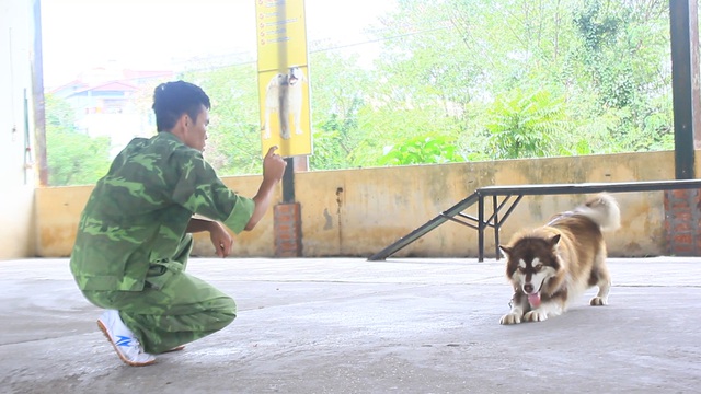 Học ngoại ngữ cũng là một trong những bài học mà các chú chó sẽ được trải qua nếu chủ nhân yêu cầu